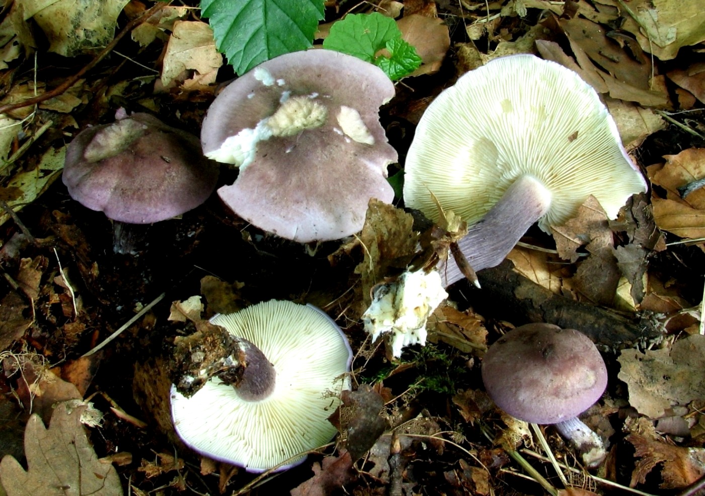 calocybe-ionides-veilchenblauer-sch-nkopf-fundkorb