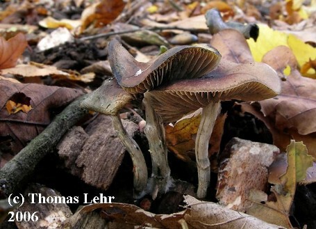Psilocybe Cyanescens Blauender Kahlkopf Fundkorb