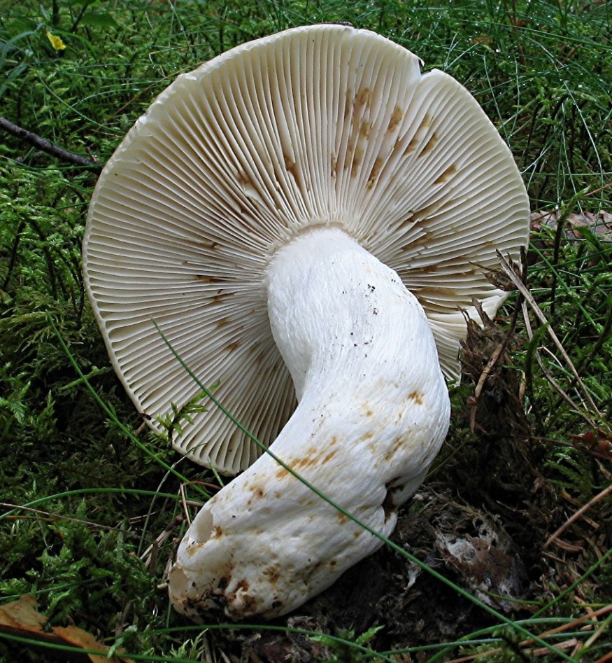 Russula Aeruginea Grasgr ner T ubling Fundkorb